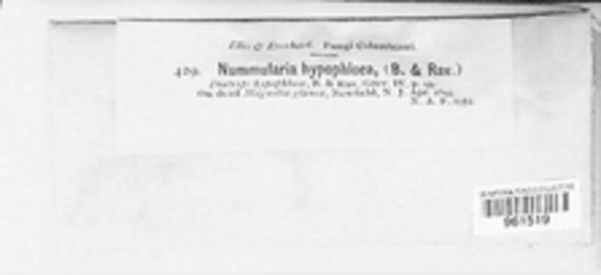 Jumillera hypophlaea image